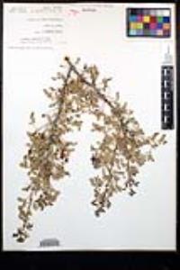 Senegalia greggii image