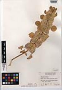 Molucella laevis image
