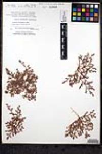 Chorizanthe interposita image