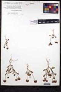 Salvia columbariae image