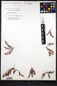 Chorizanthe interposita image