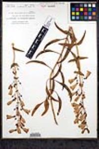 Penstemon spectabilis var. subinteger image
