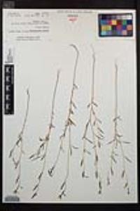 Clarkia epilobioides image