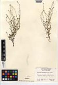 Cryptantha micromeres image