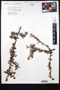 Ceanothus cuneatus image