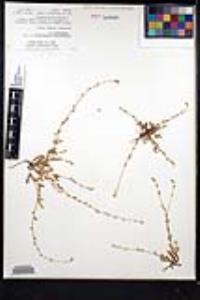 Plagiobothrys collinus image