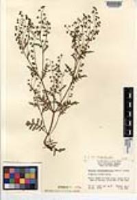 Eucrypta chrysanthemifolia image