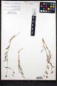 Allophyllum glutinosum image