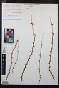 Camissoniopsis lewisii image
