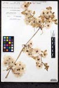 Clematis pauciflora image