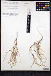 Cryptantha microstachys image