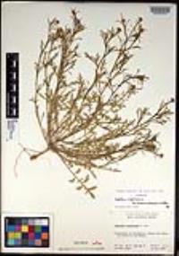 Lepidium virginicum subsp. menziesii image