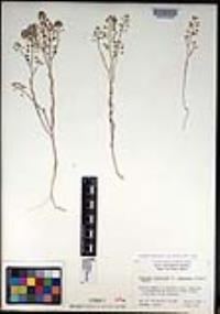 Lepidium virginicum subsp. menziesii image