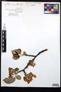 Malus pumila image