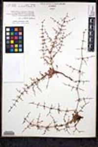 Eriogonum scalare image