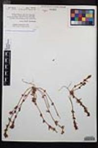 Camissoniopsis lewisii image