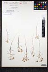 Eriastrum sapphirinum subsp. dasyanthum image