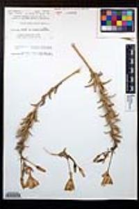 Oenothera elata image