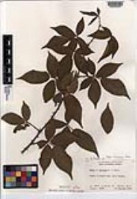 Rubus armeniacus image