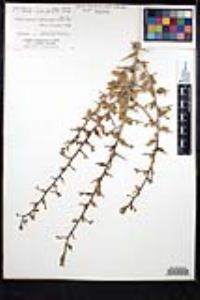 Sarcomphalus obtusifolius image