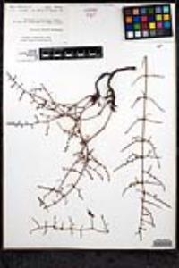 Eriogonum scalare image