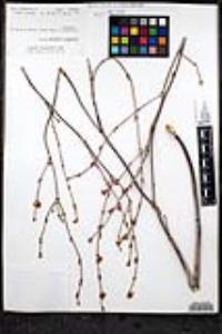 Eriogonum elongatum image