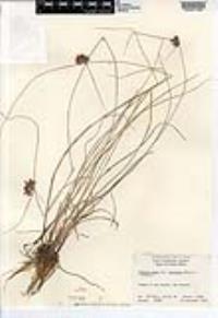 Cyperus niger image