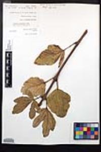 Aesculus parryi image