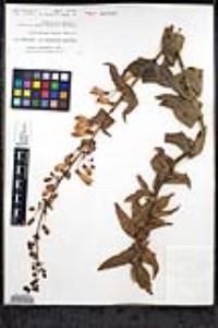 Penstemon spectabilis var. subinteger image