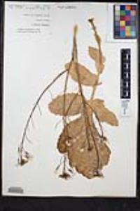 Raphanus raphanistrum image