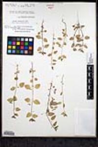 Sairocarpus pusillus image