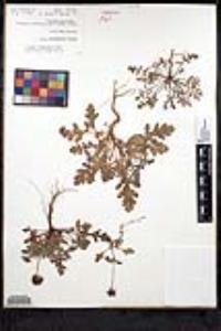 Salvia columbariae image