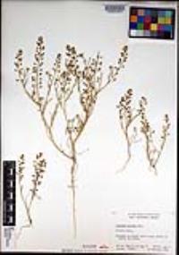 Lepidium nitidum image