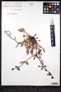 Eriogonum scalare image