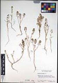 Lepidium nitidum image