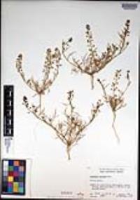 Lepidium nitidum image