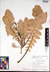 Brassica tournefortii image
