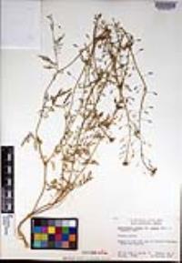 Descurainia pinnata subsp. glabra image