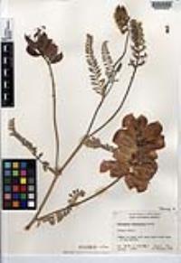 Astragalus anemophilus image