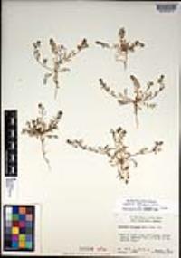 Lepidium oblongum var. insulare image