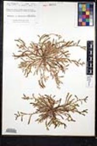 Plagiobothrys collinus var. fulvescens image