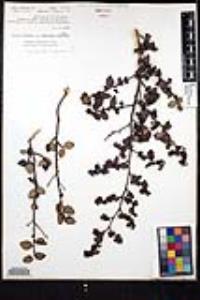 Ceanothus oliganthus var. orcuttii image