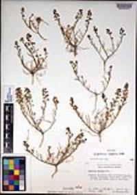 Lepidium nitidum image
