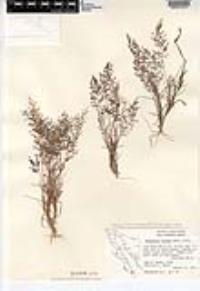 Eragrostis amabilis image