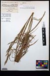 Bromus carinatus image