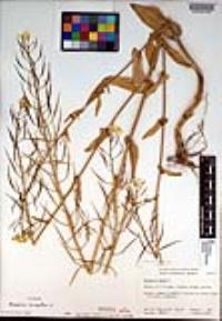 Brassica rapa image