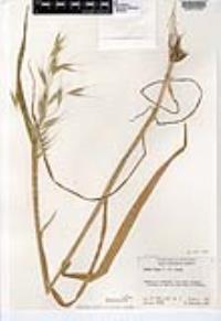 Avena fatua image