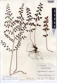 Pellaea andromedifolia var. pubescens image