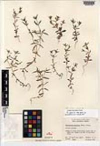 Phlox gracilis image