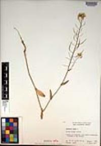 Brassica napus image